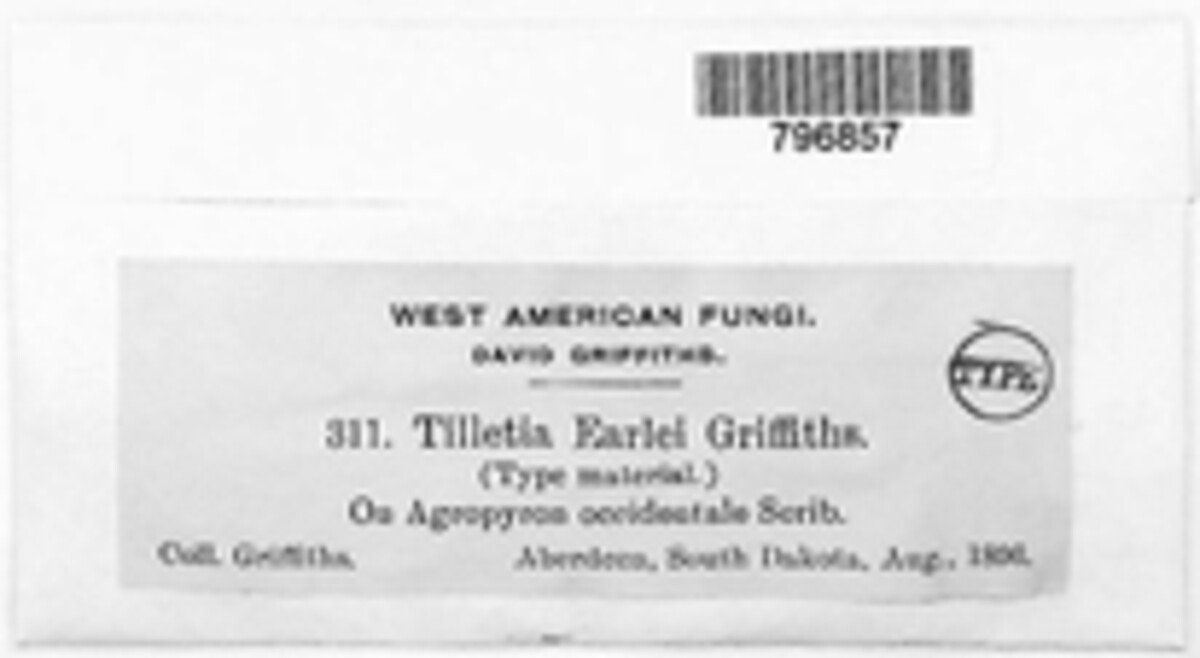 Tilletia earlei image